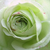 Fehér - Virágágyi floribunda rózsa - Lovely Green